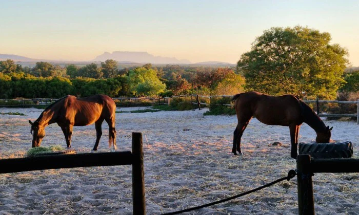 1-Hour Horse Riding Training for 1 or 2 - Image 2