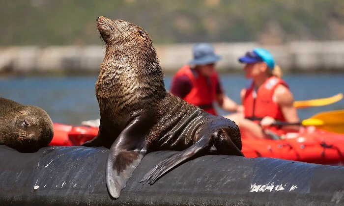 2-Hour Guided Kayak Tour for 1, 2, or 4 at Animal Ocean - Image 2
