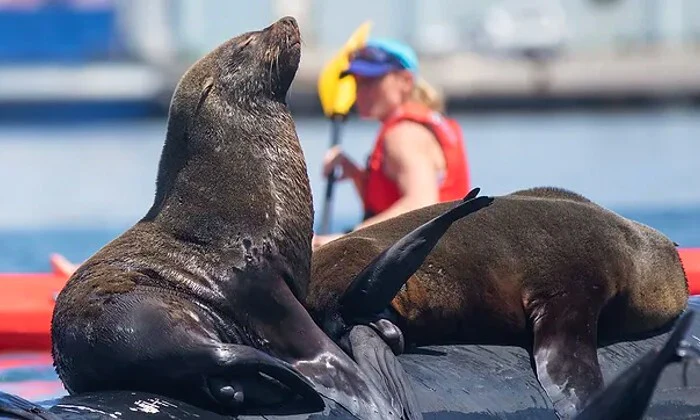 2-Hour Guided Kayak Tour for 1, 2, or 4 at Animal Ocean - Image 3