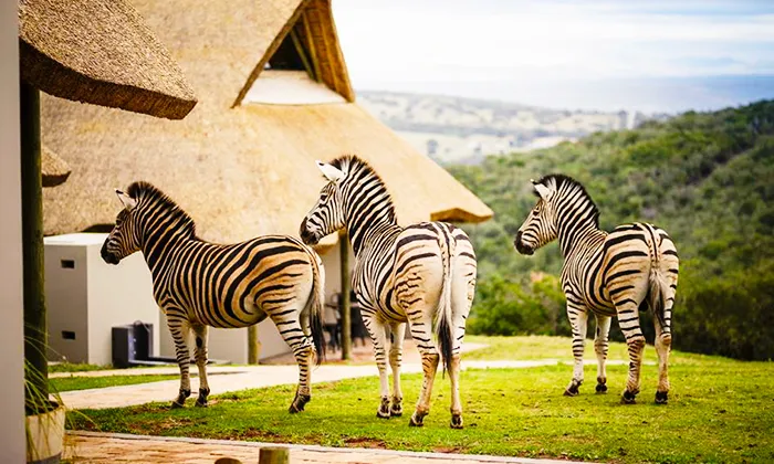 Eastern Cape: 2-Night anytime stay for two including full breakfast at Jbay Zebra Lodge - Image 13