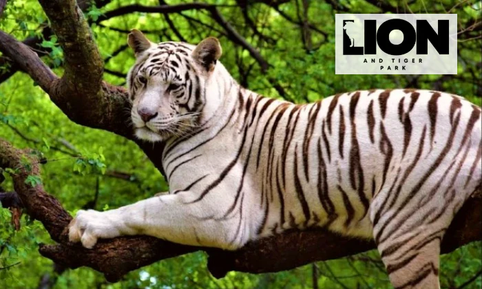 Adventure Awaits: Entry for 2 or 4 to Chameleon Village Lion and Tiger Park