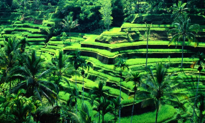 Bali: 7-Night Stay for 2 Adults incl Breakfast & Beauty of Ubud Tour - Image 9