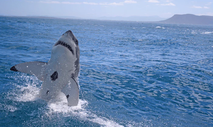 Choice of Shark Cage Diving Adventure - Image 13