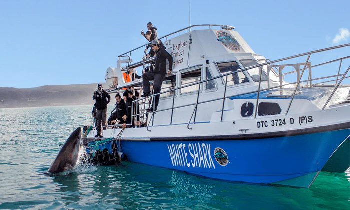 Choice of Shark Cage Diving Adventure - Image 2