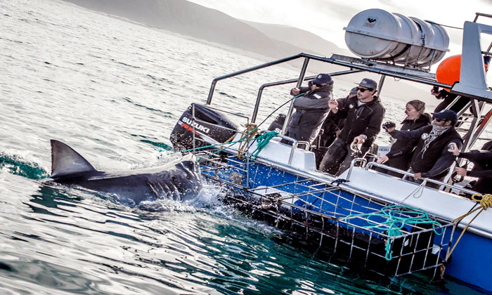 Choice of Shark Cage Diving Adventure - Image 3
