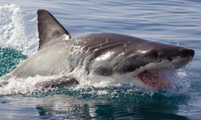 Choice of Shark Cage Diving Adventure - Image 4