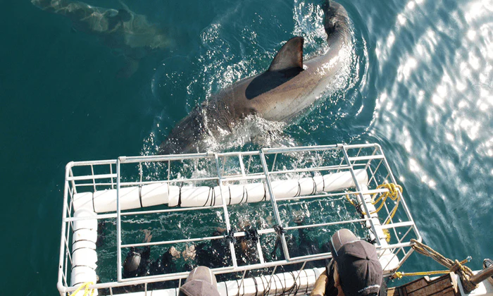 Choice of Shark Cage Diving Adventure - Image 5