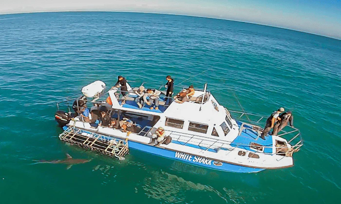 Choice of Shark Cage Diving Adventure - Image 6