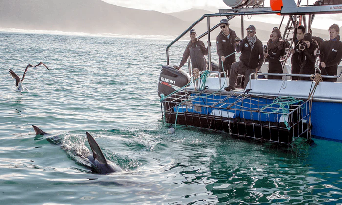 Choice of Shark Cage Diving Adventure - Image 7