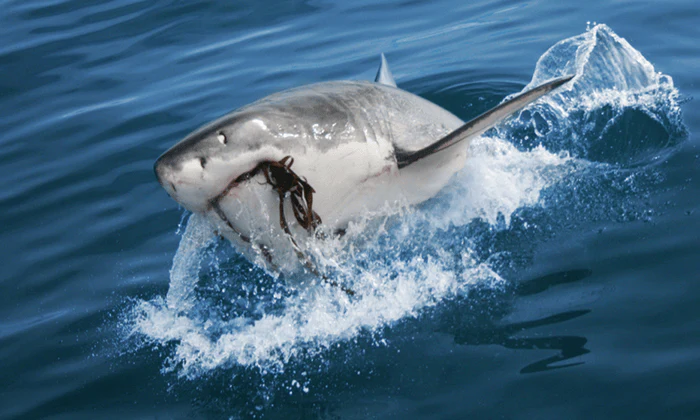 Choice of Shark Cage Diving Adventure - Image 8