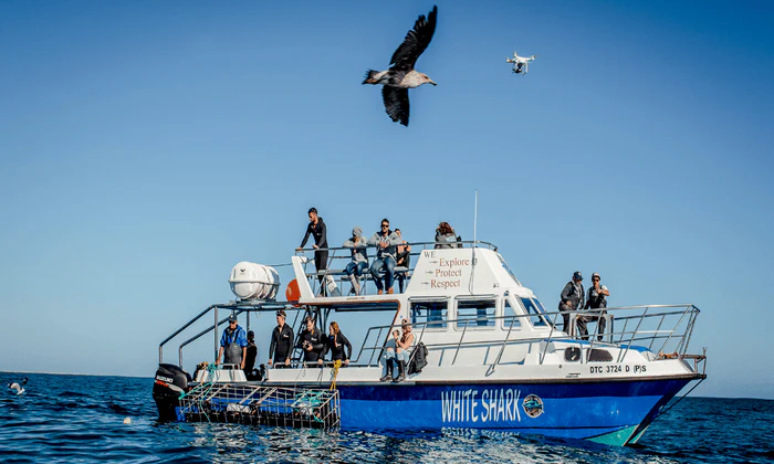 Choice of Shark Cage Diving Adventure - Image 9