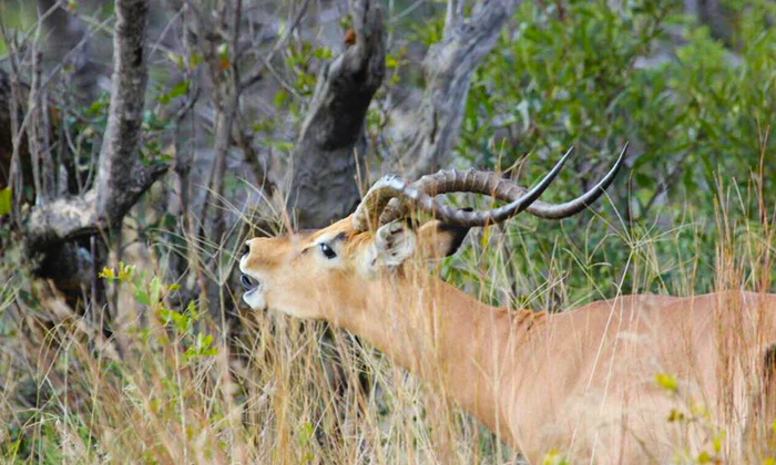 Dinokeng Big 5 Game Reserve: 2-Night stay for 2 including self game drive at Halfway There Game Lodge - Image 6