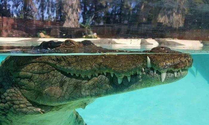 Crocodile Cage Diving at Le Bonheur, Paarl — Safe, Thrilling Adventure for Adults & Kids - Image 2