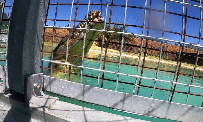 Crocodile Cage Diving at Le Bonheur, Paarl — Safe, Thrilling Adventure for Adults & Kids - Image 7