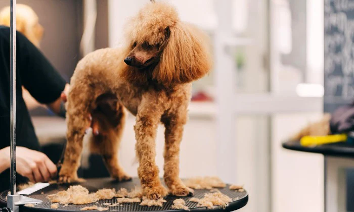 Dog Grooming Session for One Dog at The Royal Pooch & Co - Image 2