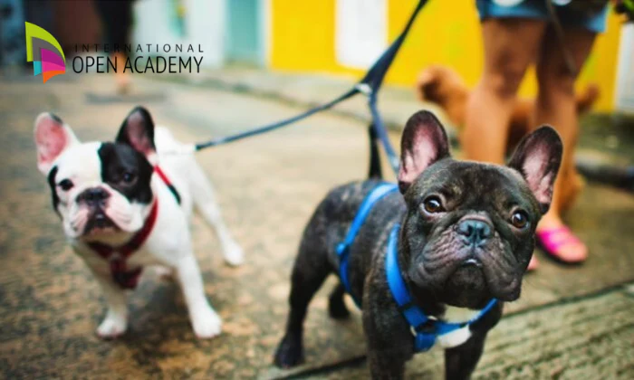 Dog Training Essentials Course