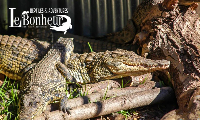 Entry Ticket for 2 or 4 – Croc Pond & Snake Centre + Bottle of Van Loveren