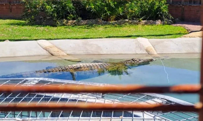 Entry Ticket for 2 or 4 – Croc Pond & Snake Centre + Bottle of Van Loveren - Image 13