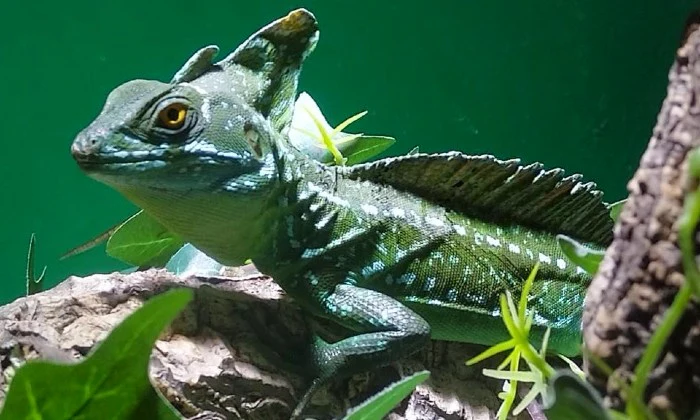 Entry Ticket for 2 or 4 – Croc Pond & Snake Centre + Bottle of Van Loveren - Image 16