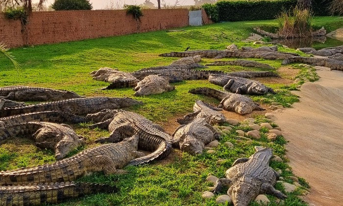 Entry Ticket for 2 or 4 – Croc Pond & Snake Centre + Bottle of Van Loveren - Image 19
