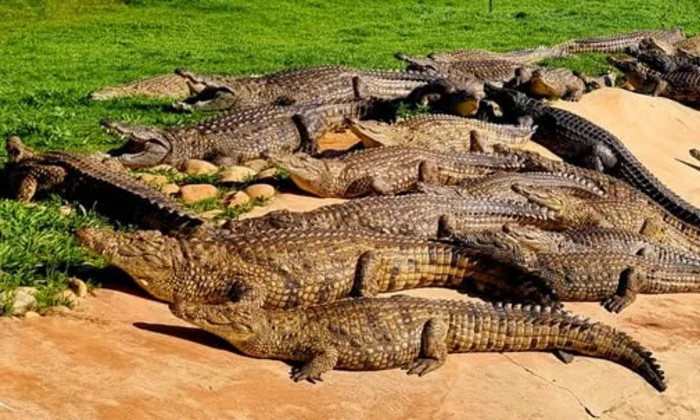 Entry Ticket for 2 or 4 – Croc Pond & Snake Centre + Bottle of Van Loveren - Image 4
