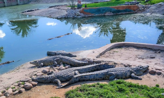 Entry Ticket for 2 or 4 – Croc Pond & Snake Centre + Bottle of Van Loveren - Image 6