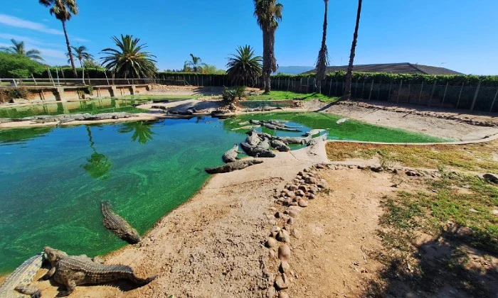 Entry Ticket for 2 or 4 – Croc Pond & Snake Centre + Bottle of Van Loveren - Image 7