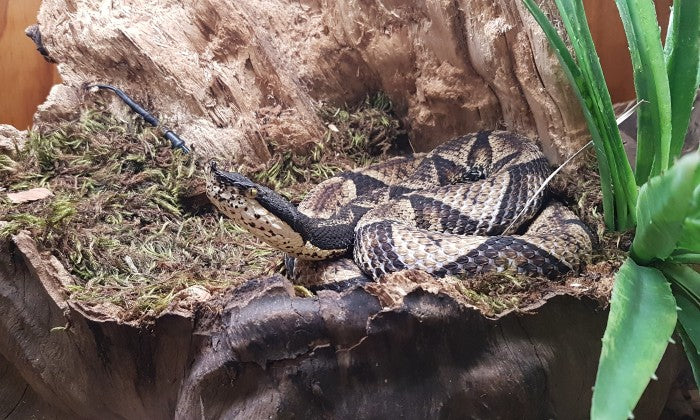 Entry Tickets to the Reptile Garden - Image 2