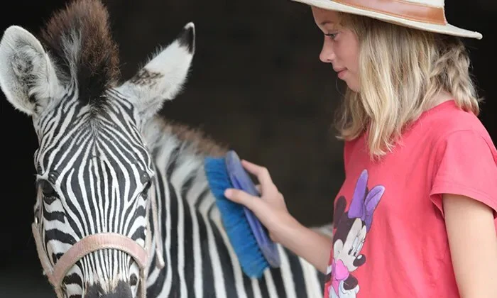 Interactions and Photos with Zebras for Kids or Adults at Lila's Zebra Safaris - Image 4