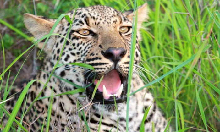 Limpopo: 1-Night Stay for Two at Legend Simba Safari - Image 12