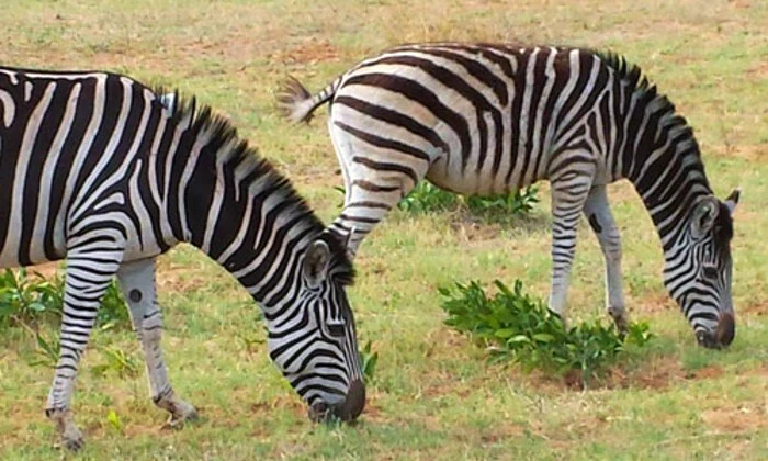 Limpopo: 1-Night Stay for Two at Legend Simba Safari - Image 13