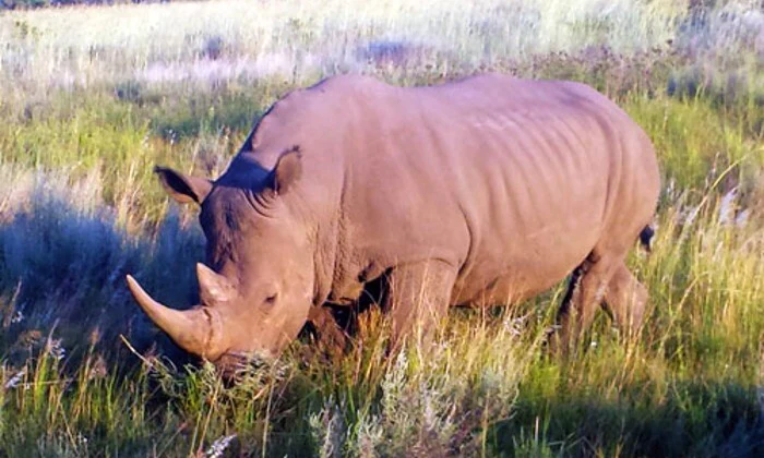 Limpopo: 1-Night Stay for Two at Legend Simba Safari - Image 14