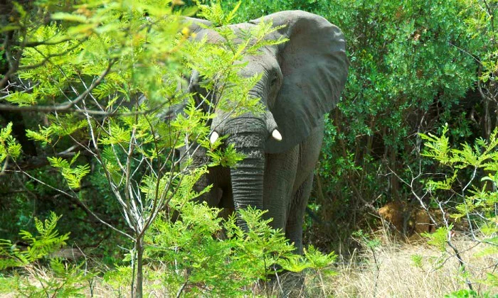 Limpopo: 1-Night Stay for Two at Legend Simba Safari - Image 6