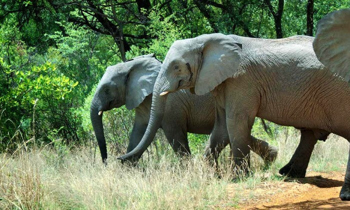 Limpopo: 1-Night Stay for Two at Legend Simba Safari - Image 7