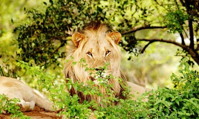 Limpopo: 1-Night Stay for Two at Legend Simba Safari - Image 9