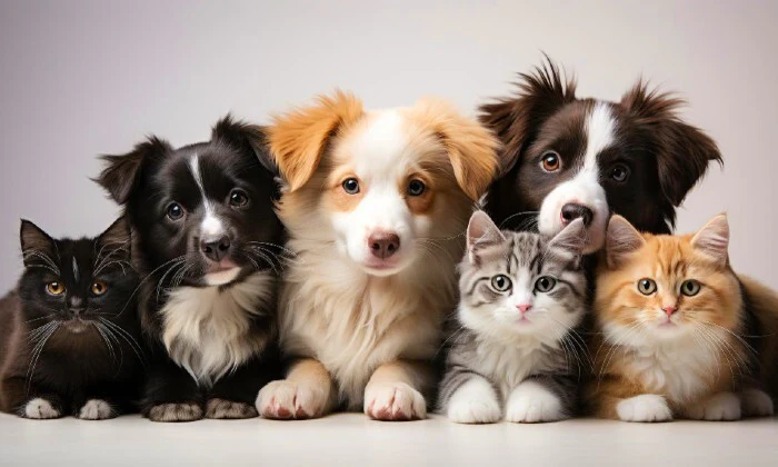 Pay 150 and Get a R300 Royal Pooch Pet Store Voucher