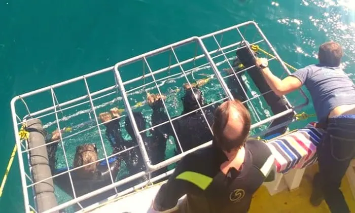 Shark cage diving experience including breakfast, lunch and snacks - Image 10