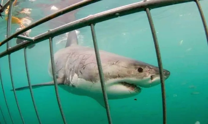 Shark cage diving experience including breakfast, lunch and snacks - Image 12