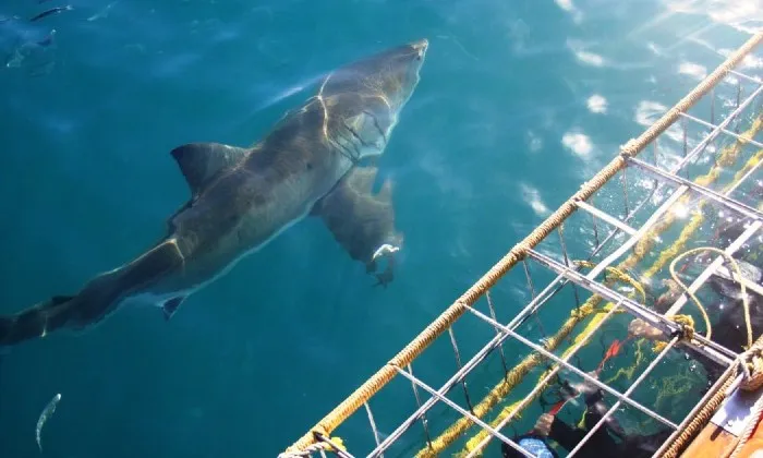 Shark cage diving experience including breakfast, lunch and snacks - Image 13