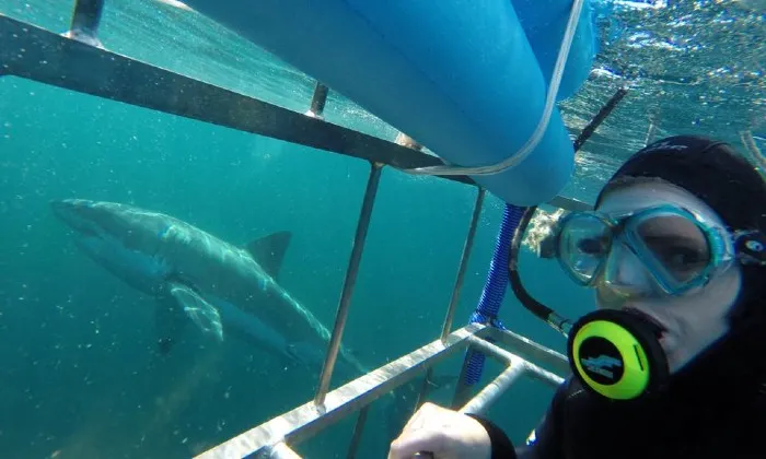 Shark cage diving experience including breakfast, lunch and snacks - Image 3