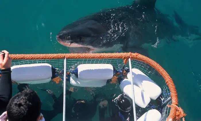 Shark cage diving experience including breakfast, lunch and snacks - Image 4