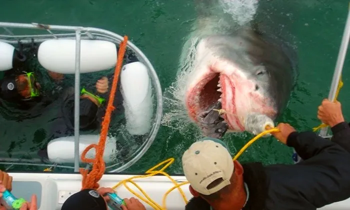 Shark cage diving experience including breakfast, lunch and snacks - Image 5