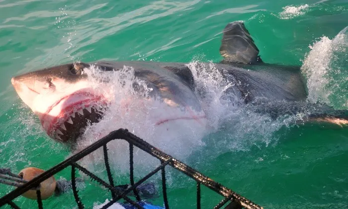 Shark cage diving experience including breakfast, lunch and snacks - Image 7
