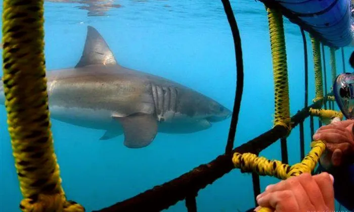 Shark cage diving experience including breakfast, lunch and snacks - Image 8