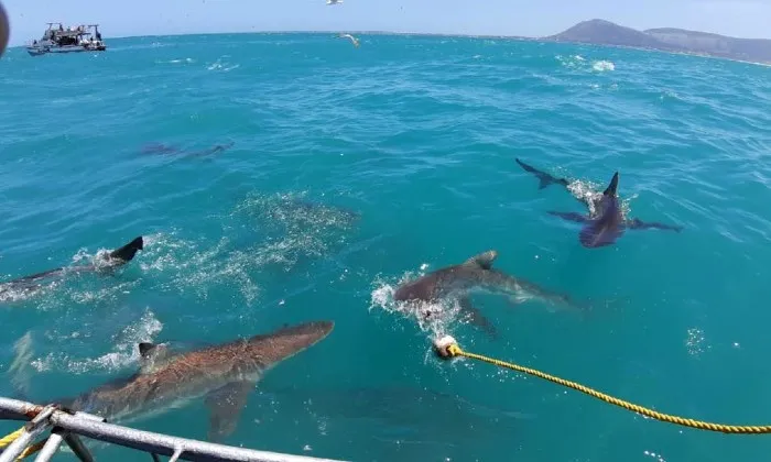 Shark cage diving experience including breakfast, lunch and snacks - Image 9