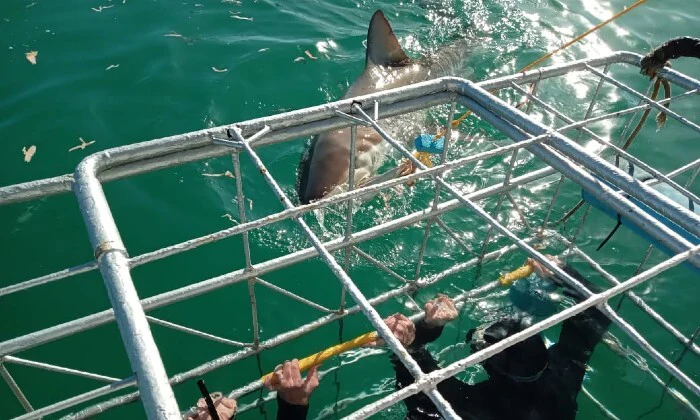 Shark Cage Diving Experience with Sharklady Adventures - Image 12