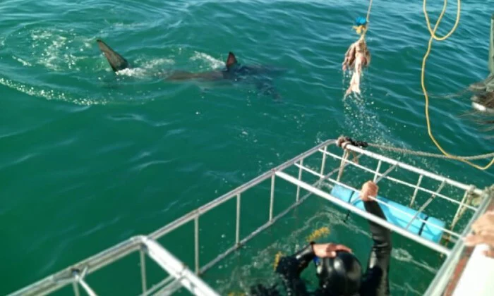 Shark Cage Diving Experience with Sharklady Adventures - Image 13