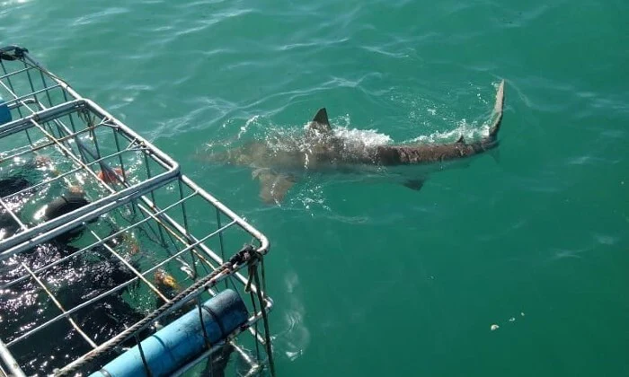 Shark Cage Diving Experience with Sharklady Adventures - Image 15