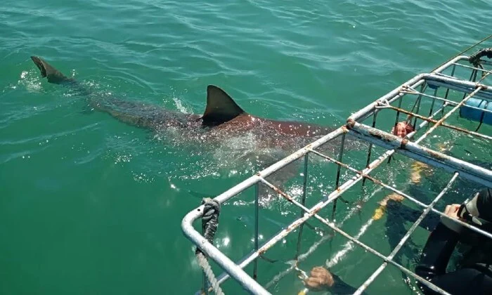 Shark Cage Diving Experience with Sharklady Adventures - Image 16