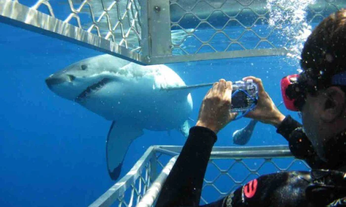 Shark Cage Diving Experience with Sharklady Adventures - Image 17